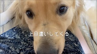 子供と犬、ダブル息子達に迫られる母【ゴールデンレトリバー】