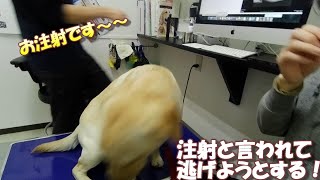 病院で先生の言葉を理解している！？ラブラドールレトリバー【こまちの日常動画】