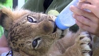 ノースサファリサッポロの動物たち