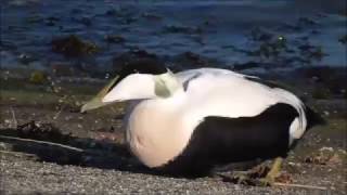 Common Eider