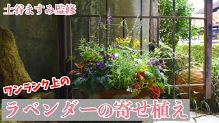 ワンランク上のラベンダーの寄せ植え