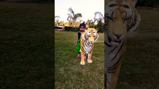 🐅 tiger🐯. #shortvideo #funny #2023s #newvideo #2023 #funnyclips #maa #baap #whatsappstatus