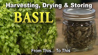 Basil: Harvesting, Drying, and Storing