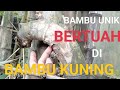 Luar Biasa Petuk Bambu Belalaigajah Sampurna di Bambu Kuning, Sabdo, TS, Akar Panguripan#jejakguskol