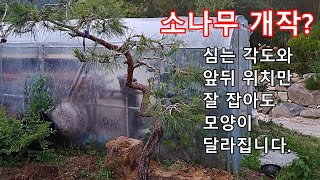 소나무 개작?  심는 각도와 앞뒤의 모양만 잘 살려도 같은 나무가 달라보입니다.