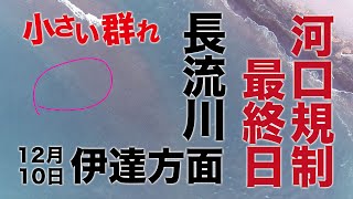 【鮭釣り】12月10日河口規制最終日 北海道 伊達方面 長流川河口空撮 群れ小確認【アキアジ】