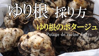 河原に【ゆり根】！？【ユリネのポタージュ】を作る　苦味を和らげる調理法