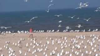 MJ SCARES SEAGULLS ON THE BEACH!!