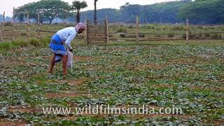 Picking fresh Parwal or pointed gourd in a rural Odisha farmland