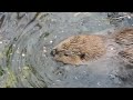 american beaver at smithsonian national zoo december 18 2021