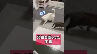 兄猫を怒らせた子猫　#shorts #cat #猫 #子猫 #保護猫 #白猫  #デブ猫