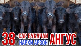 38-сар Букачаи АНГУСТИ АРЗОН