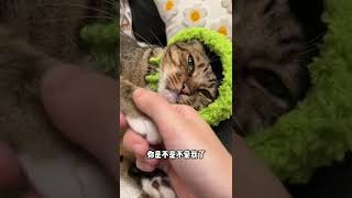 猫咪都是两幅面孔的吗？#shorts