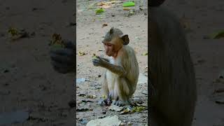 🐒 Bayon Monkey Protect Wildlife #Shorts 280222 43