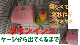 呼び鳴きしていたボタンインコがケージから出てくるまで♪