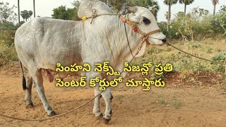 RK Bulls simha || ఇంక మన సింహా ప్రదర్శనను నెక్స్ట్ సీజన్లో  ప్రతి సెంటర్ కోర్టులో చూస్తారు