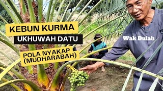 Kebun Kurma