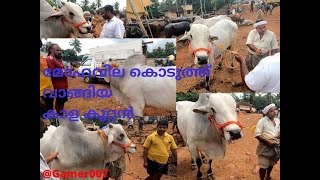 മഞ്ചേരി buffalo market - വമ്പൻ കാള കച്ചവടം