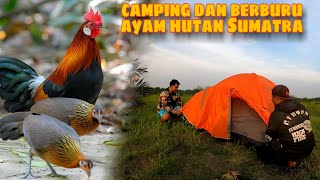 CAMPING DAN BERBURU‼️BERBURU AYAM HUTAN SUMATRA