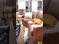 #animal #funnyvideo #cat #and #dog @sempa-sho4142