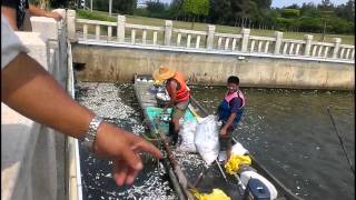 金門天氣酷熱  莒光湖浮死魚 20140708陳守國