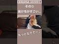 【キャバリア】飼うなら注意！その① shorts