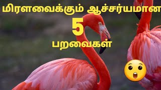 ஆச்சரியமான 5 பறவைகள் | 5 Amazing Birds | Mystery Universe