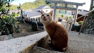 海沿いの神社に行ったら、茶トラ猫が「遊ぼうよ！」と誘ってきた