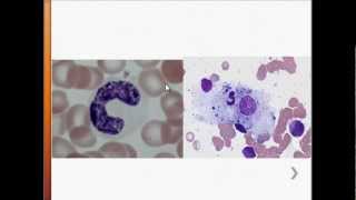 USMLE Immunology - Macrophages - Overview