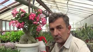 How to fertilize Adenium