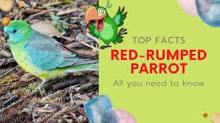 Red-rumped Parrot facts 🦜 Red-backed Parrot 🦜 Grass Parrot 🦜 common south-eastern Australia 🇦🇺