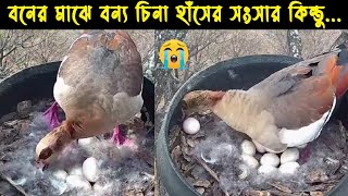 বিধবা এক বন্য চিনা হাঁসের জীবন কাহিনী | পাখির গল্প :৩১ |The life Cycle of Wild Duck | Doyel Agro