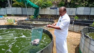 പാലായില്‍ മത്സ്യകൃഷി.. നൂറുമേനി കൊയ്ത് നഗരസഭ വൈസ് ചെയര്‍മാന്‍ കുര്യാക്കോസ് പടവന്‍ | Pala Fish Farm