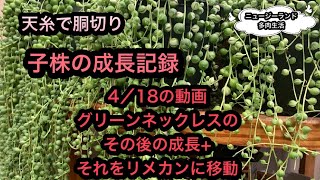 ニュージーランド多肉生活　9/13 こんなに成長しました動画