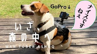 キャンプでカメラ背負わせる。GoPro hero10 はジャックラッセルテリアでも手振れなし　I am  WanTuber!