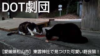 【愛媛県松山市】東雲神社で見つけた可愛い野良猫！