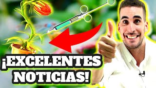 COVID 19| ¡VACUNA VEGANA!: INGREDIENTES DE ORIGEN VEGETAL