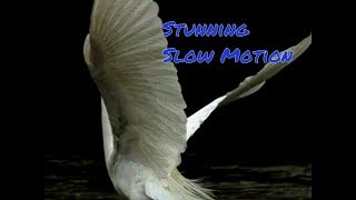 Slow motion Birds in flight