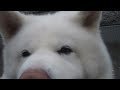 【秋田犬げんき】ピンクのお鼻はピクピク動きます【akita dog】