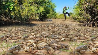 Wow It's amazing in dry season pick crabs dig clams pick eggs at forest so happy.