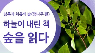 하늘이 내린 책, 숲을 읽다(부모님과 같은 나무 - 팽나무 편)