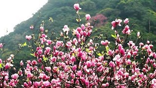 2020.02淡水楓樹湖-木蓮花   Magnolia