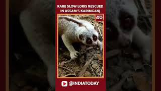 Rare Wild Animal Rescued In Assam's Karimganj | Slow Loris Rescued | #shorts