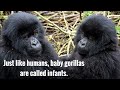 facts about gorillas for kids