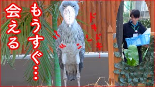 大好きな飼育員さんを待つハシビロコウふたばちゃんのドキドキが激しすぎる…見てるほうもドキドキした一時間をギュッと凝縮! 2020年末年始イベント最終日の出来事1