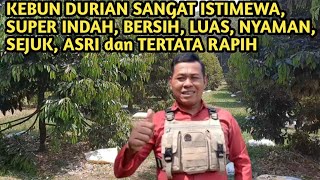 KEBUN DURIAN BAWOR, DURI HITAM Yang Sangat Luas, Asri, sejuk, bersih, indah, rapih, nyaman