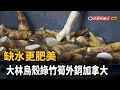 缺水更肥美 大林烏殼綠竹筍外銷加拿大－民視新聞