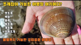 국립공원 몽산포야영장 주말 19000원으로 이용가능 간조에는 맛조개 백합 등 조개들도 잡을 수 있어요 근처 안목도 입구에도 조개 많이 나와요