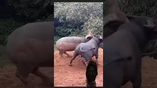 #pig #animals #elephant #funny #voiceeffects