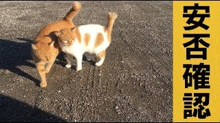 記録的な大雨の後、野良猫の安否確認